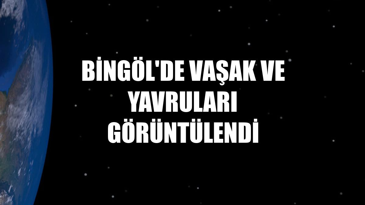 Bingöl'de vaşak ve yavruları görüntülendi