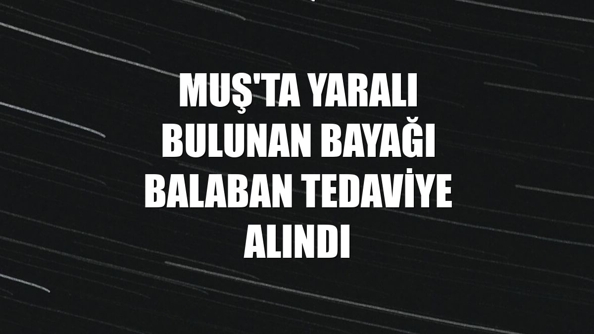 Muş'ta yaralı bulunan bayağı balaban tedaviye alındı