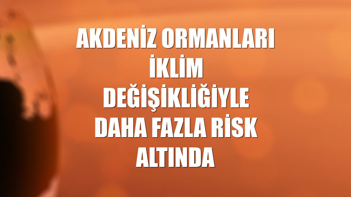 Akdeniz ormanları iklim değişikliğiyle daha fazla risk altında