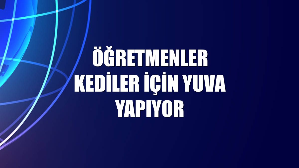 Öğretmenler kediler için yuva yapıyor