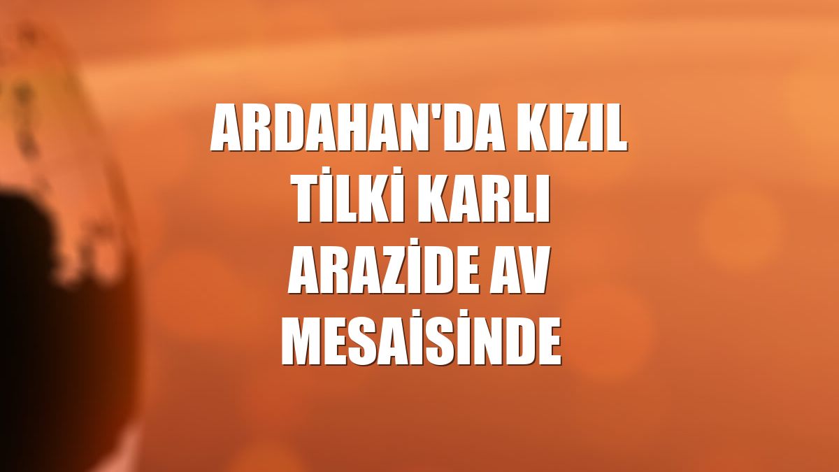 Ardahan'da kızıl tilki karlı arazide av mesaisinde