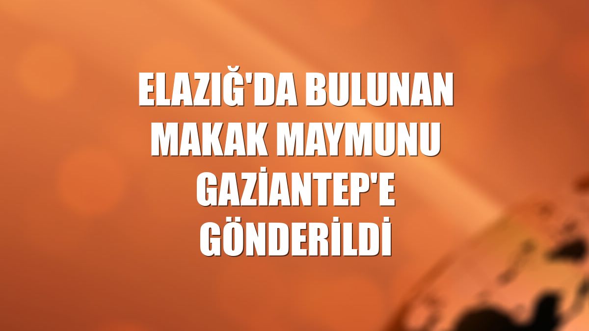 Elazığ'da bulunan makak maymunu Gaziantep'e gönderildi