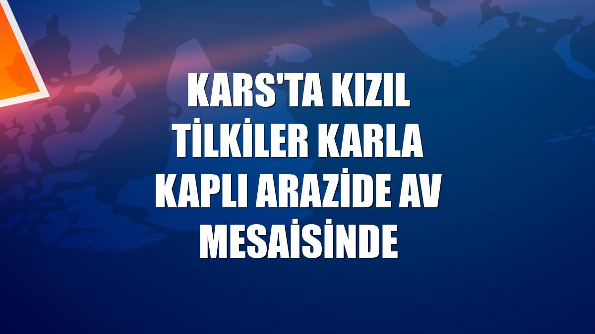 Kars'ta kızıl tilkiler karla kaplı arazide av mesaisinde