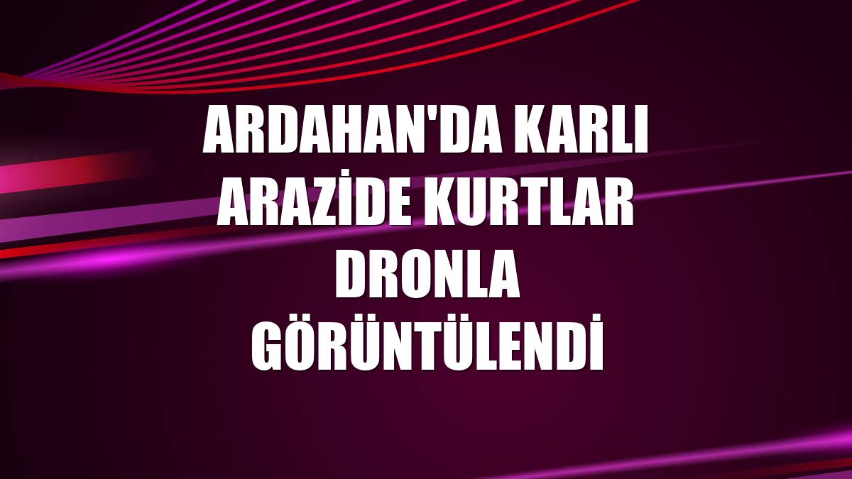 Ardahan'da karlı arazide kurtlar dronla görüntülendi