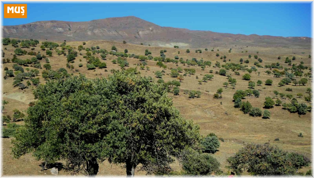 110 bin Ahlat ağacı turizme kazandırılmayı bekliyor