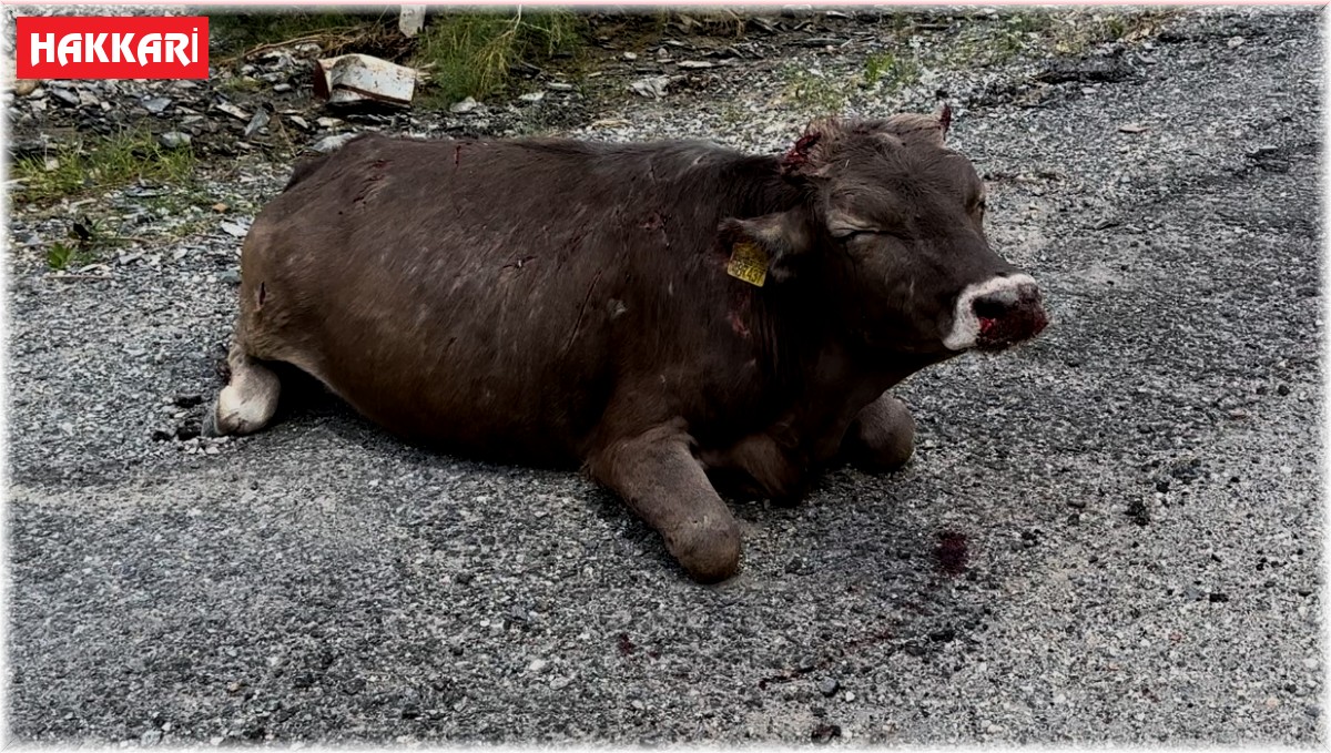 500 metrelik kayalıktan düşen inek ağır yaralandı