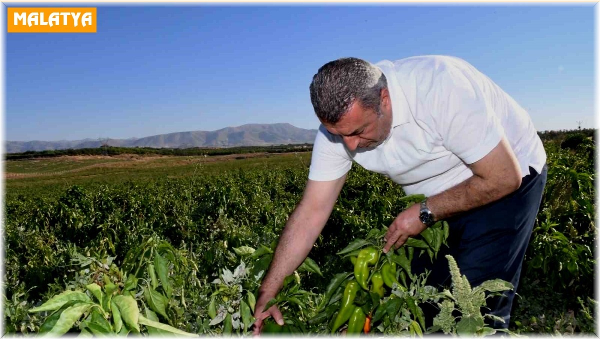 ABD'nin kapya biberi Malatya'dan