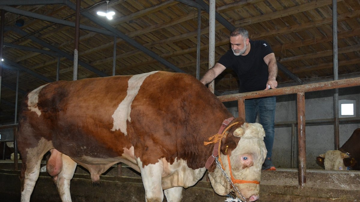 Ağrı, Ardahan ve Erzincan'da kurbanlık alışverişi hareketliliği