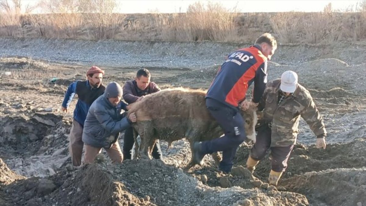 Ağrı'da kuma saplanan 3 büyükbaş hayvanı AFAD ekipleri kurtardı