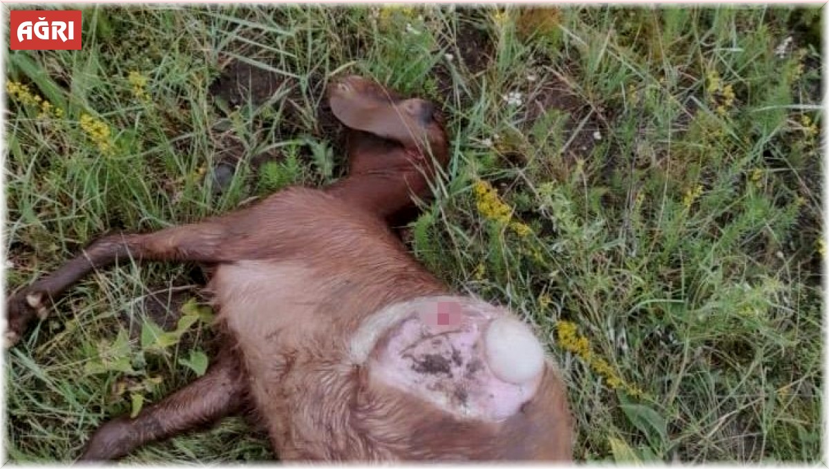Ağrı'da kurt saldırısı: 9 koyun telef oldu, 2 koyun kayıp
