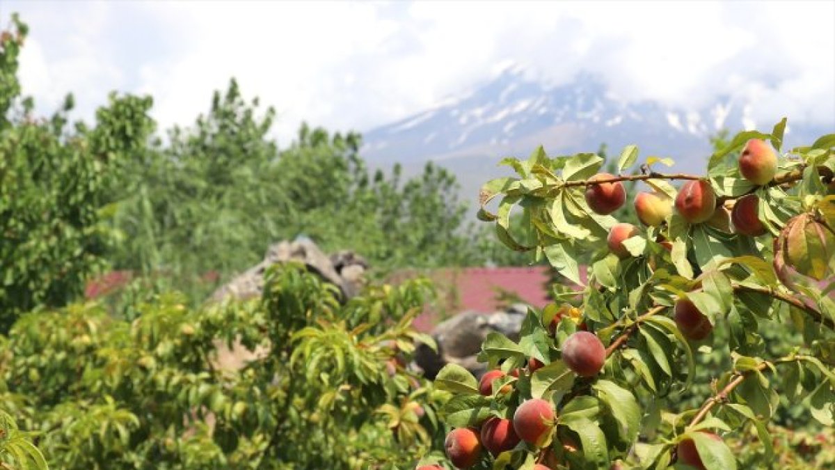 Ağrı Dağı eteklerindeki bahçede kayısı hasadı