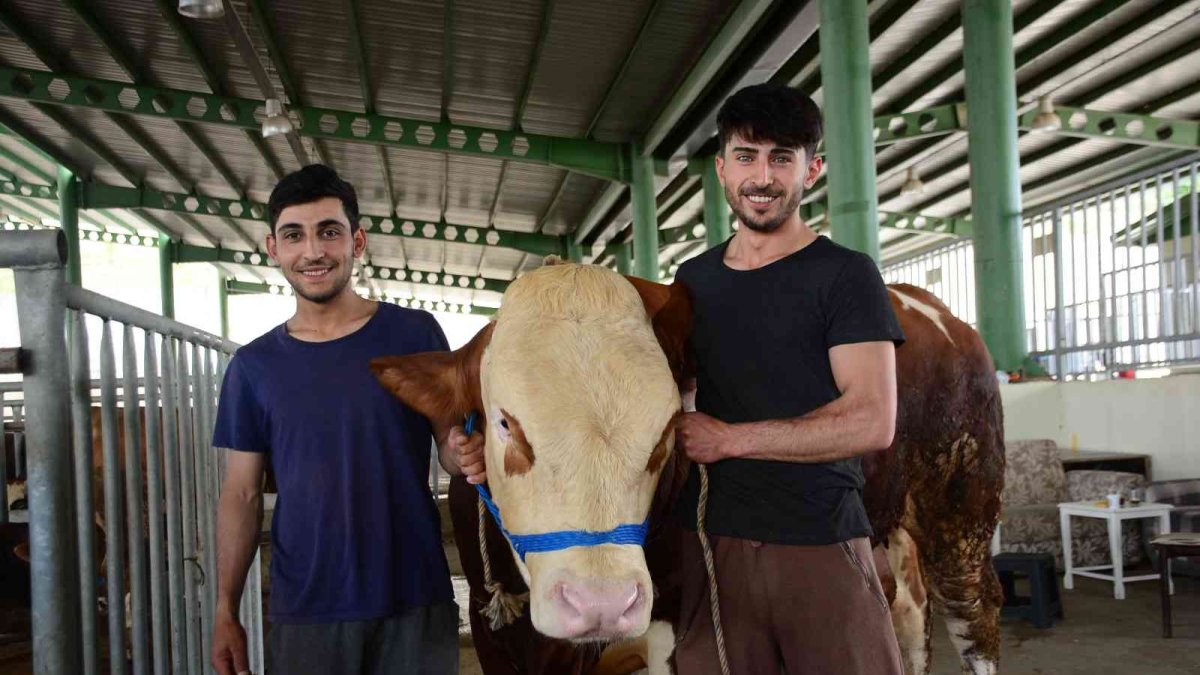 Ağrı'dan Kocaeli'ye götürülen 1 ton 100 kiloluk tosun 60 bin TL'ye satıldı