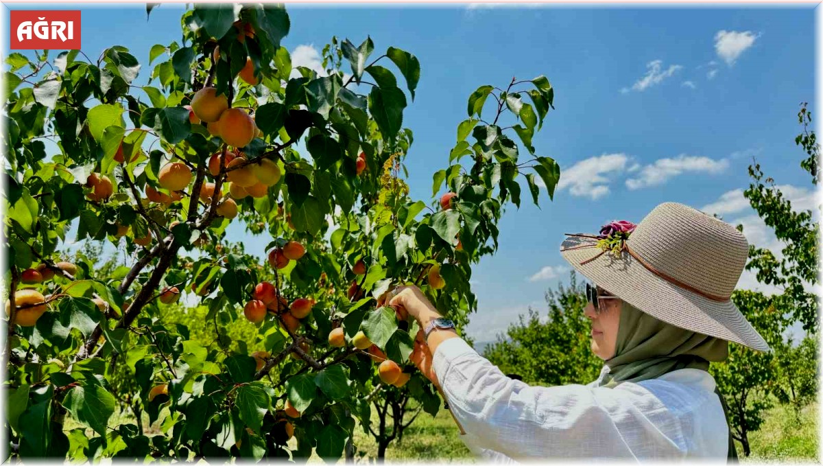 Ağrı'nın volkanik topraklarında 6 ton kayısı hasadı yapıldı