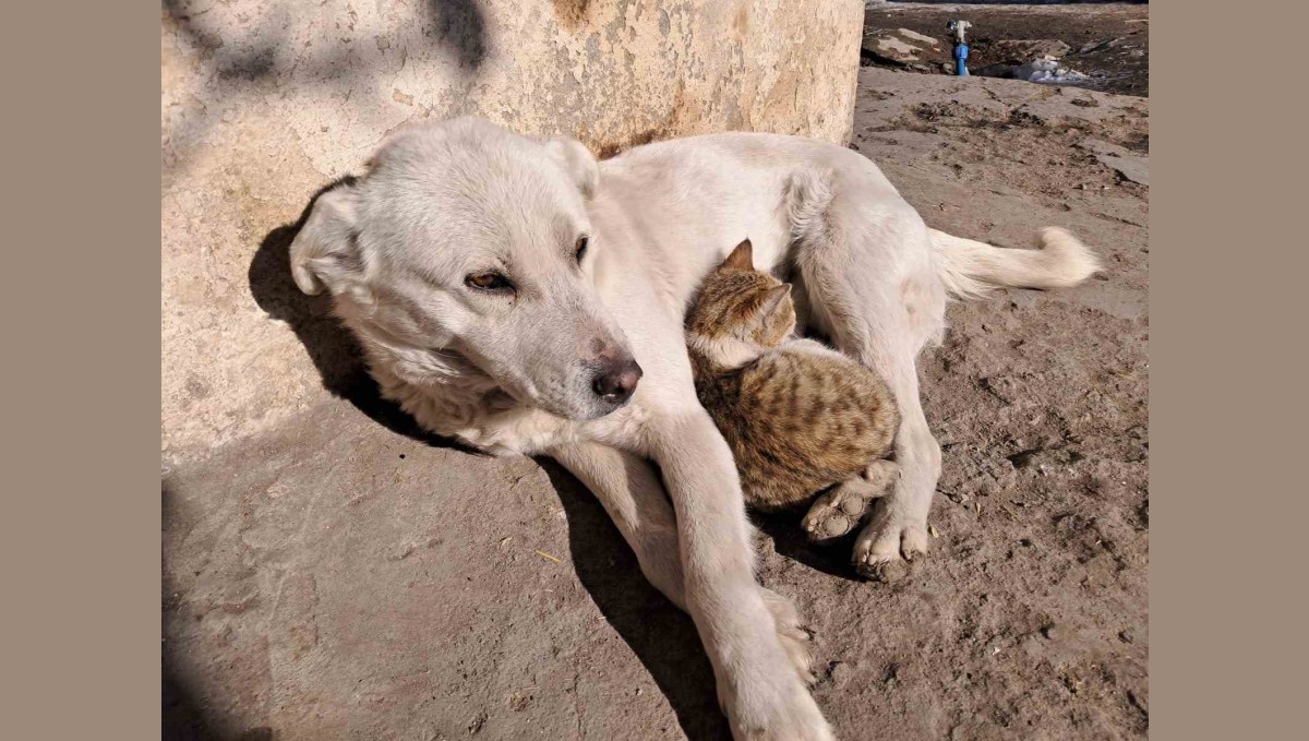 Akyaka'da kedi ve köpeğin dostluğu kamerada