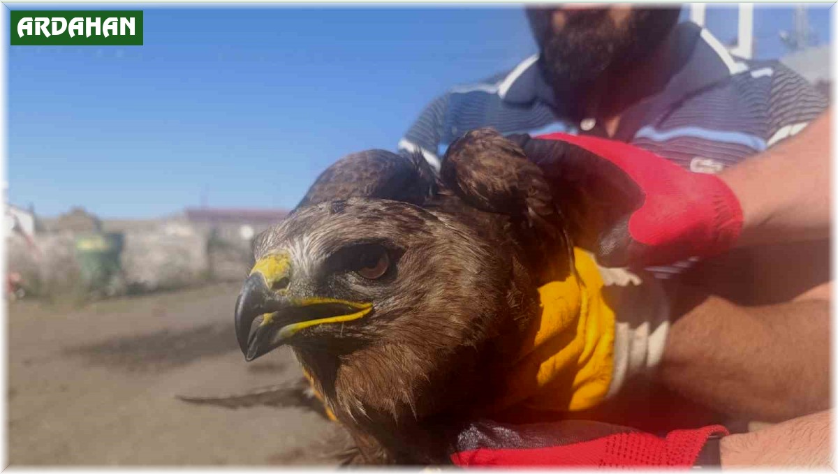 Ardahan'da yaralı bulunan kara çaylak tedaviye alındı