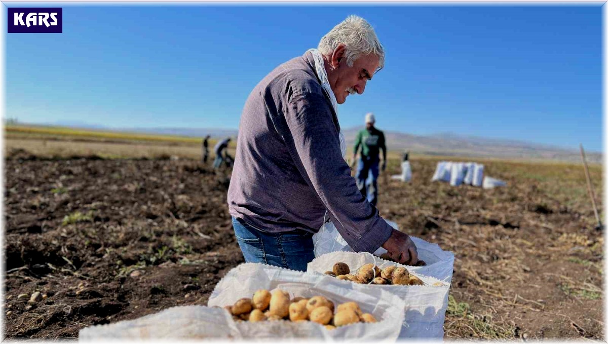 Arpaçay'da kışlık patates hasadı başladı