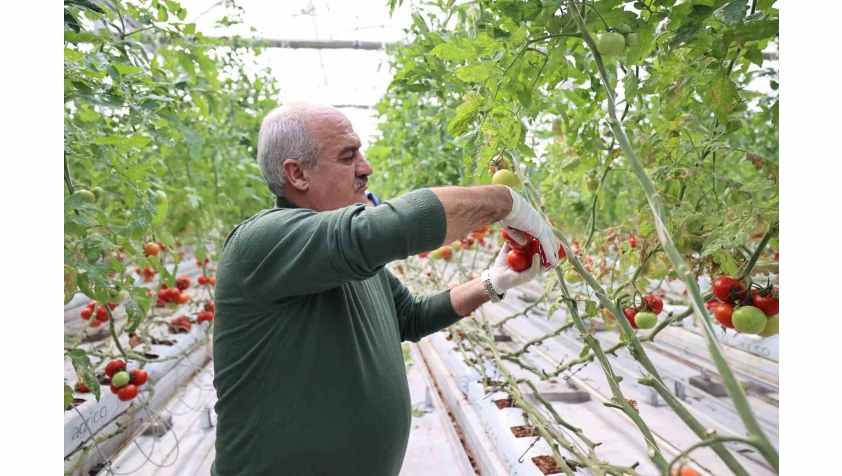 Aziziye'nin termal seralarında yeni dönem