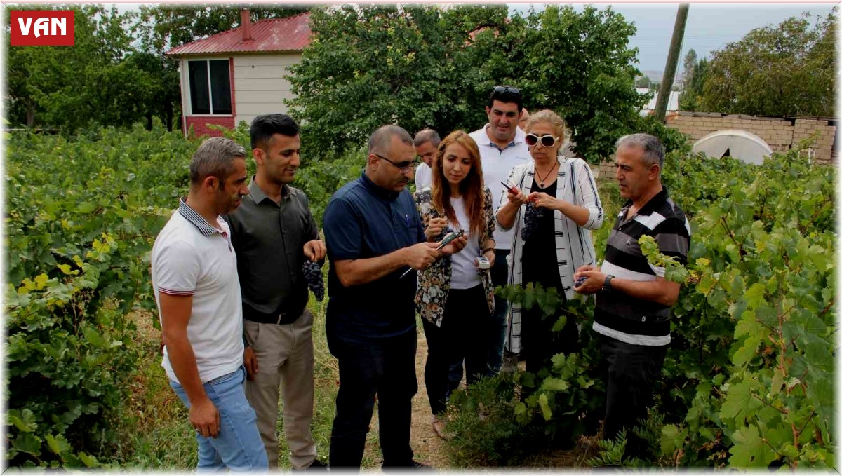 Başkan Süer: 'Erciş üzümü kalitesini koruyor'