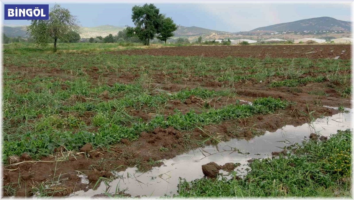 Bingöl'de bölgesel dolu yağışı sebze fidelerine zarar verdi