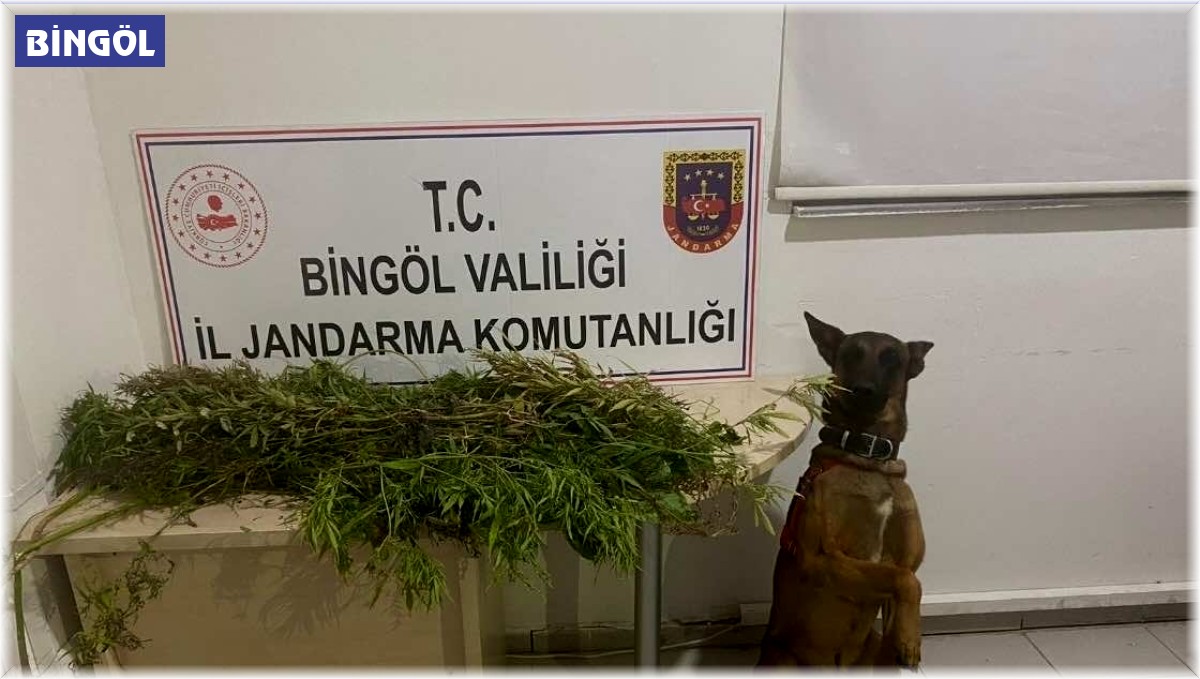 Bingöl'de uyuşturucuyla mücadele