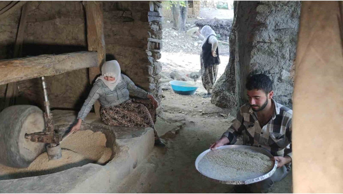 Bitlis'te asırlık su değirmenlerinde çeltikler pirinç haline getiriliyor