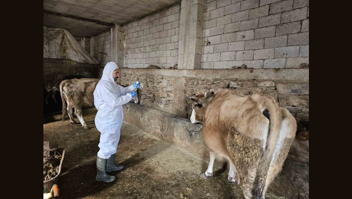 Çanakdüzü köyünde şap alarmı, bölge karantinaya alındı