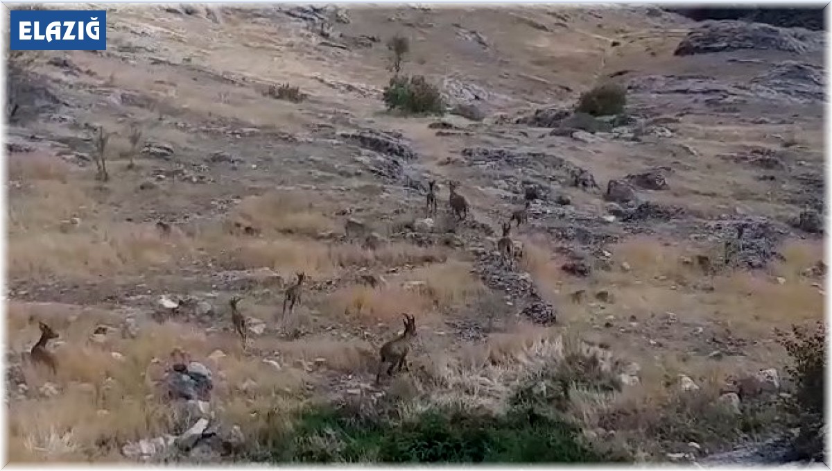 Dağ keçileri sürü halinde Harput'ta görüntülendi