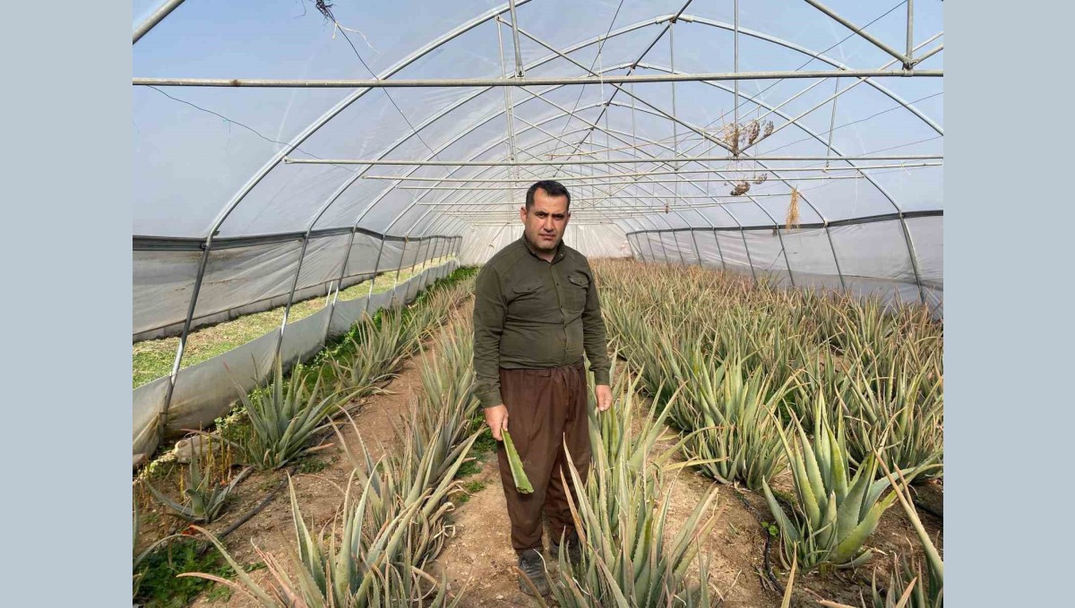 Derecik'in aloe vera üreticisi pazarlama sıkıntısı yaşıyor