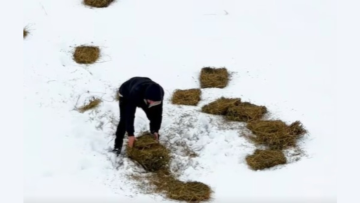 Doğu'da yaban hayvanları için doğaya yem bırakıldı