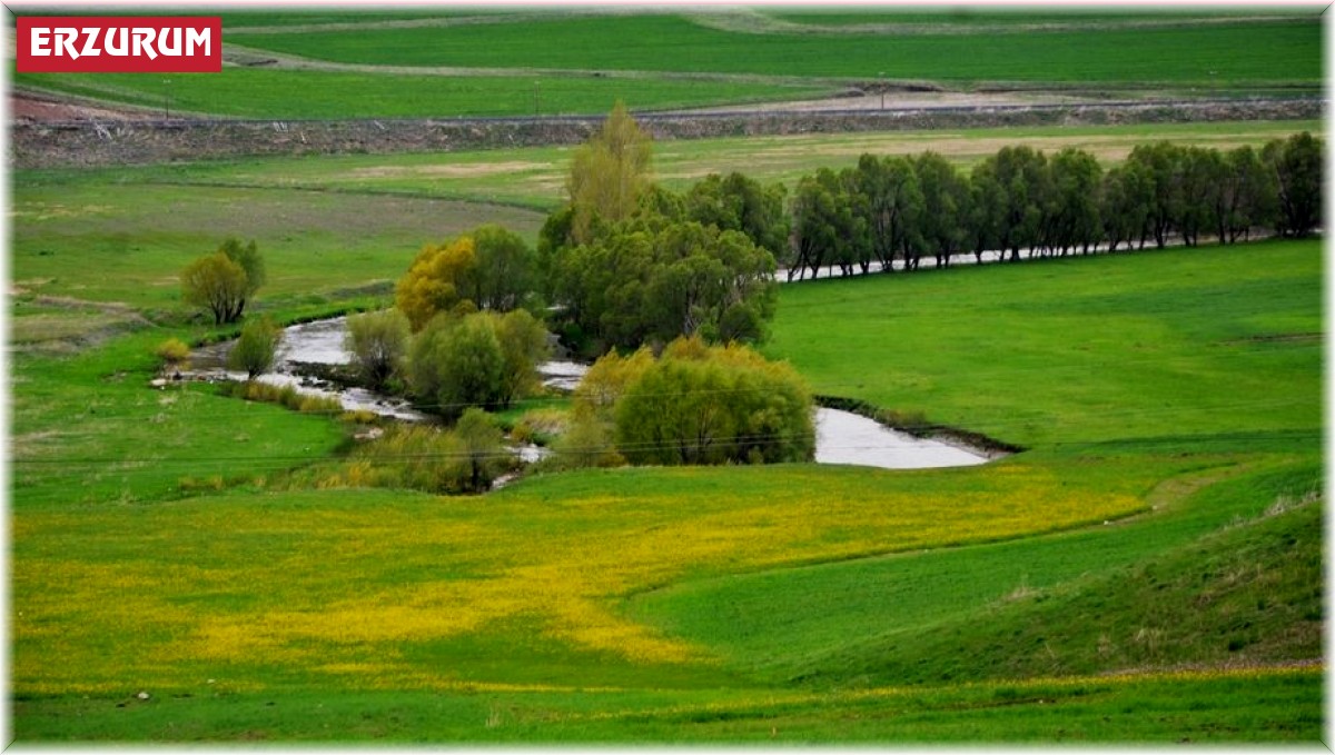 Doğu orman fakiri