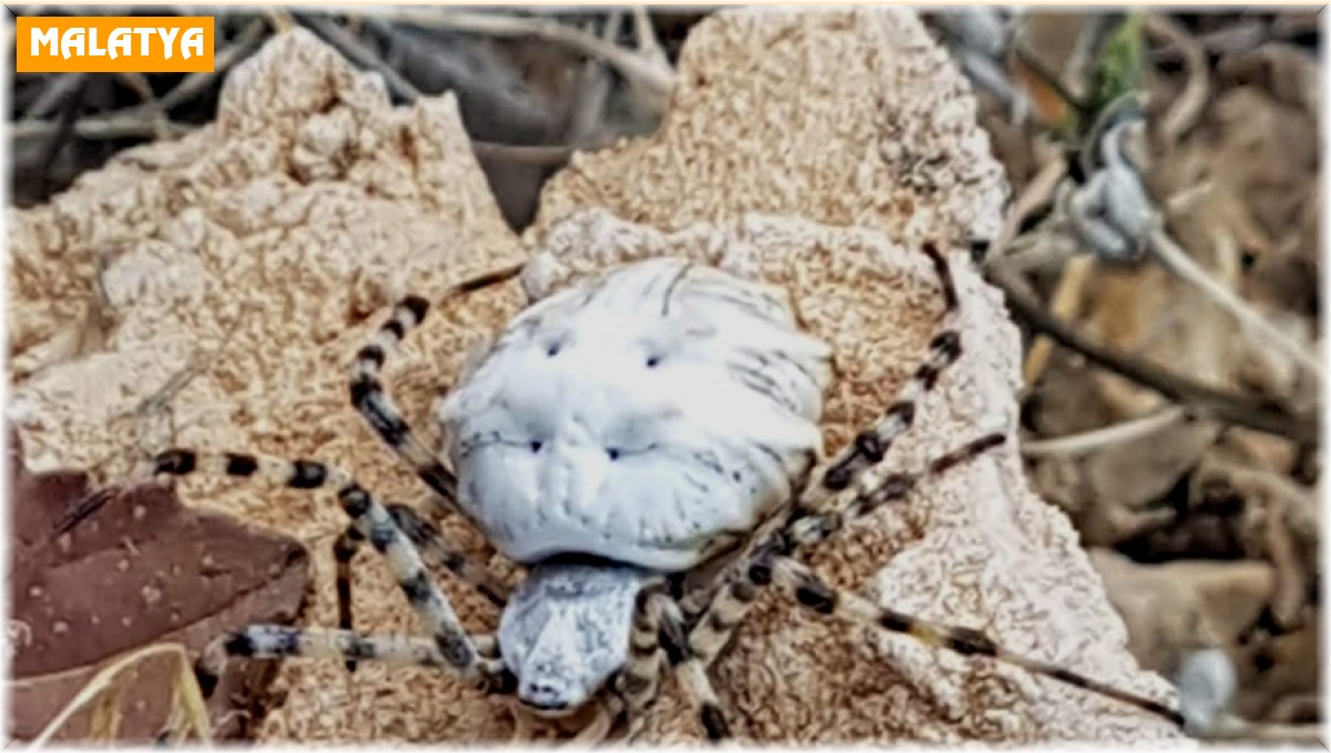 Dünyanın en zehirli örümceklerinden biri Malatya'da görüldü