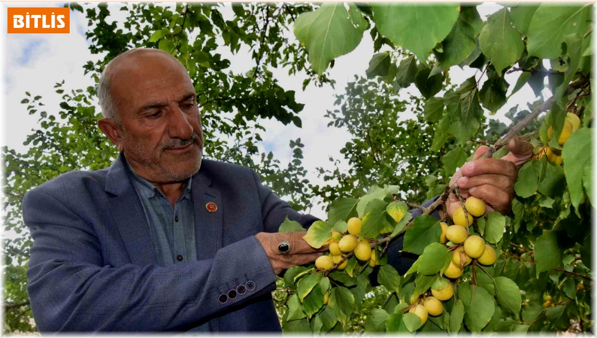 Ekim Ayında Meyve Veren Kayısı Ağacı şaşırttı Bitlis Haberleri