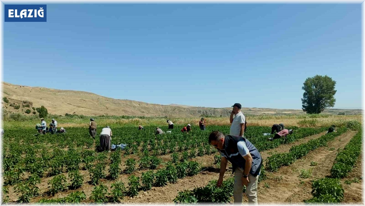 Elazığ'da 40 dekarlık alanda sebze hasadı