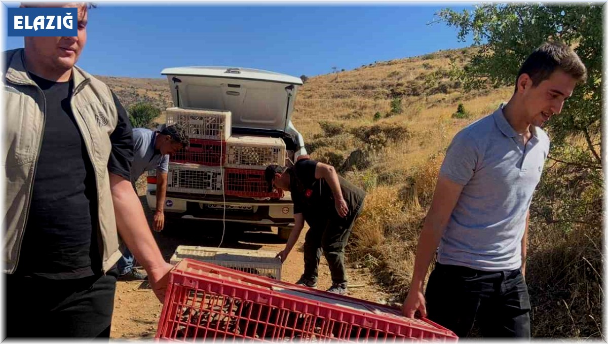 Elazığ'da doğaya keklik salımı gerçekleştirildi, alan 3 yıl boyunca ava kapatıldı