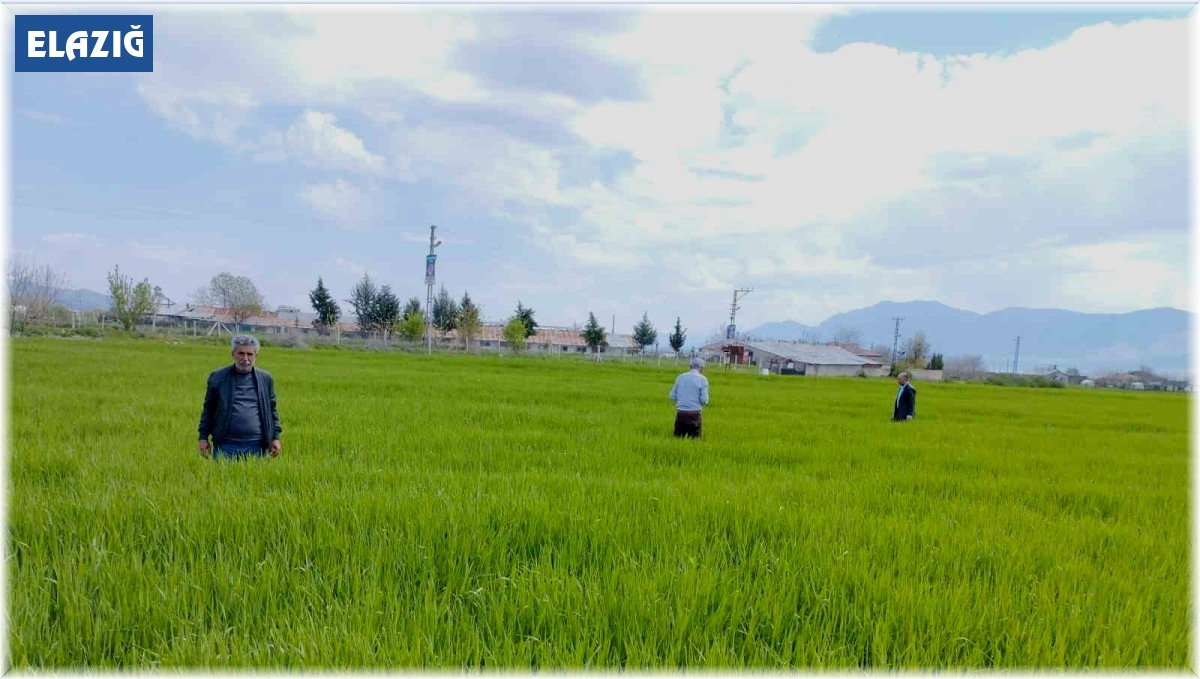 Elazığ'da hububat alanlarında çalışmalar sürüyor