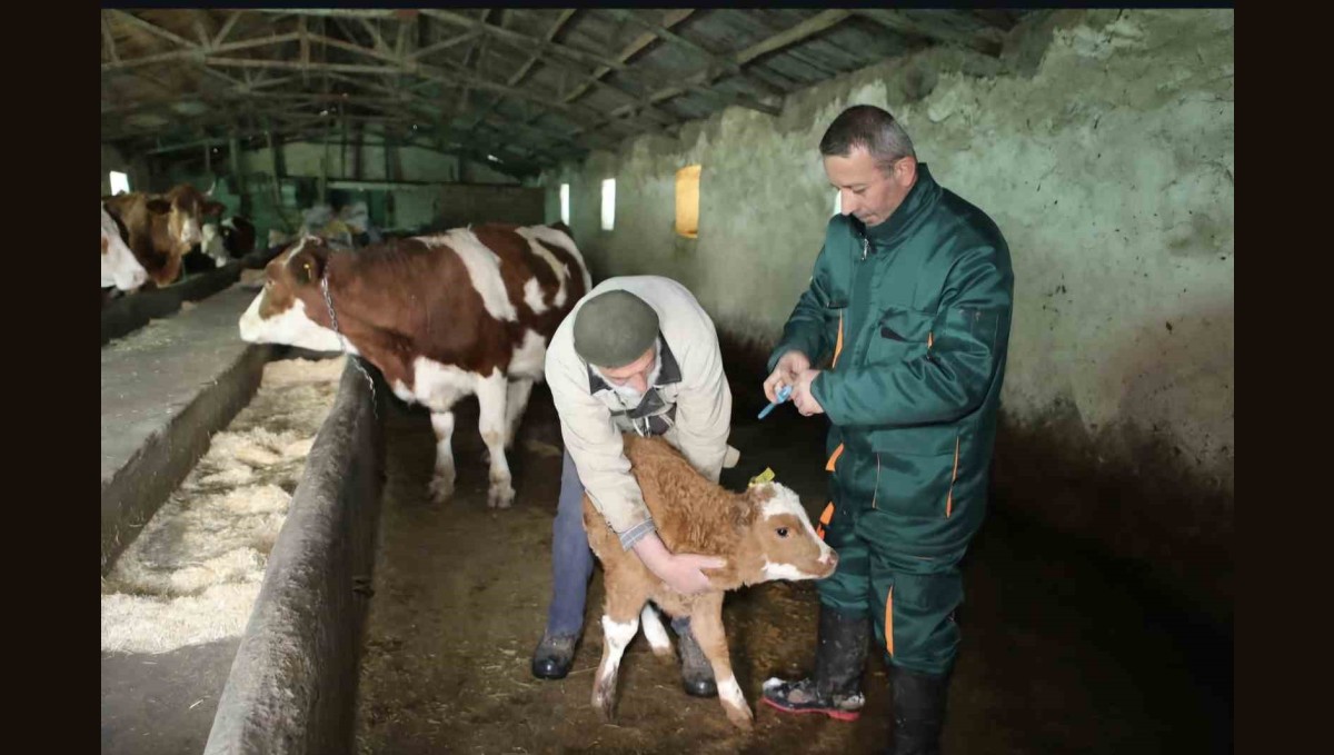 Elazığ'da şap hastalığı sona erdi