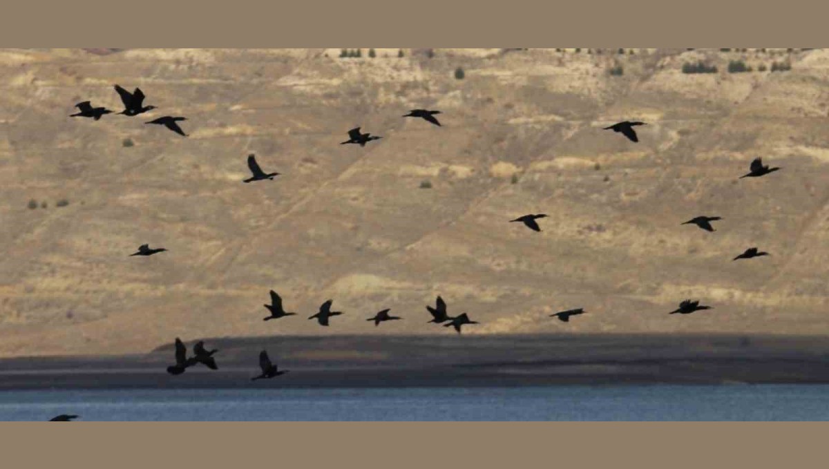 Elazığ'da su kuşu sayım çalışmaları