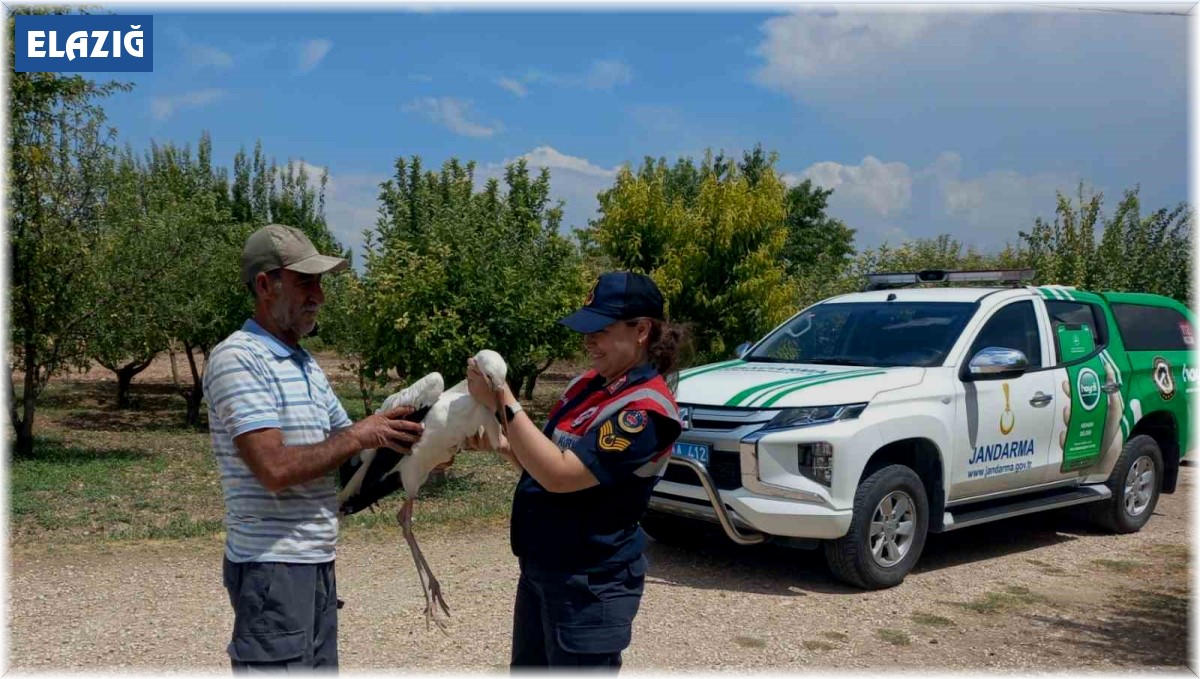 Elazığ'da yaralı leylek, koruma altına alındı