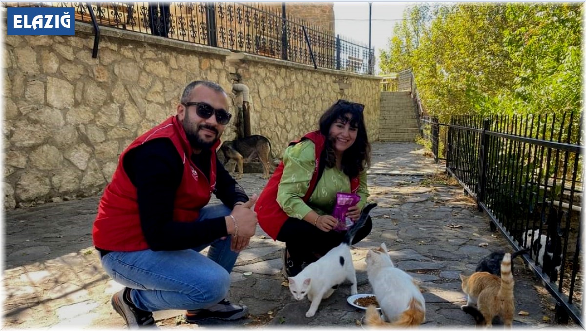 Elazığ'ın genç gönüllülerinden sokak hayvanlarına mama desteği