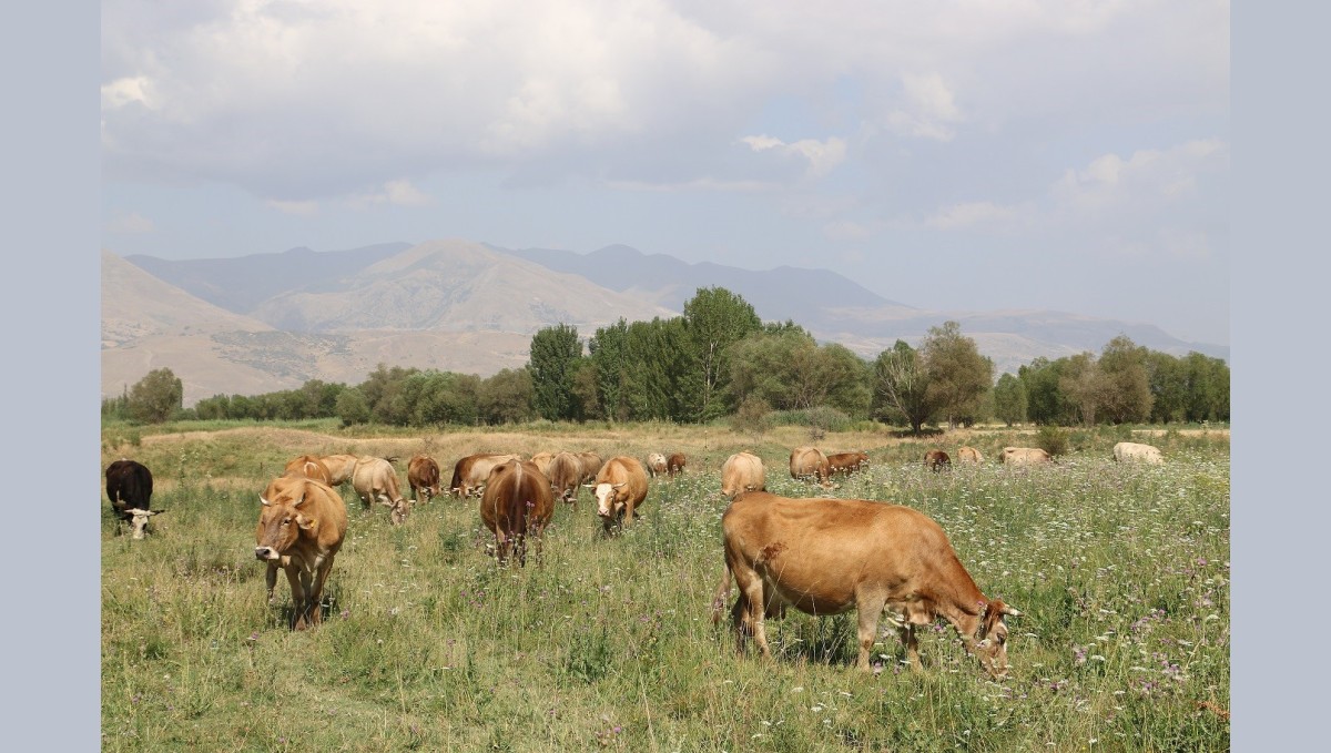 Erzincan'da 8 yılda 19 köyde 57 bin dekar mera ıslah edildi