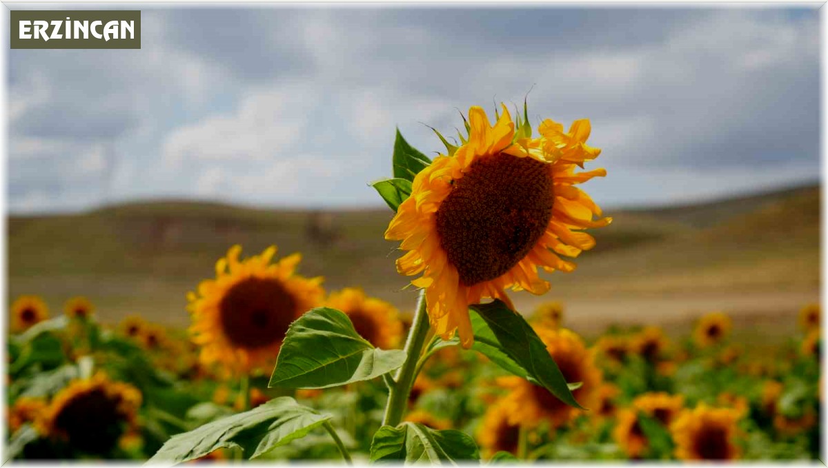 Erzincan'da ayçiçeği tarlaları sarının her tonuyla güneşi kıskandırıyor