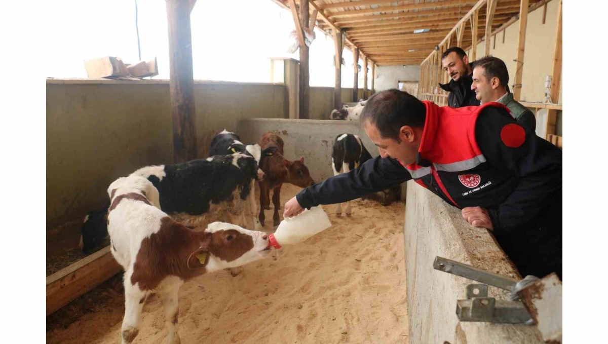 Erzincan'da büyükbaş hayvan işletmelerine arilik incelemesi