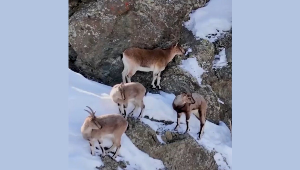 Erzincan'da dağ keçileri havadan görüntülendi