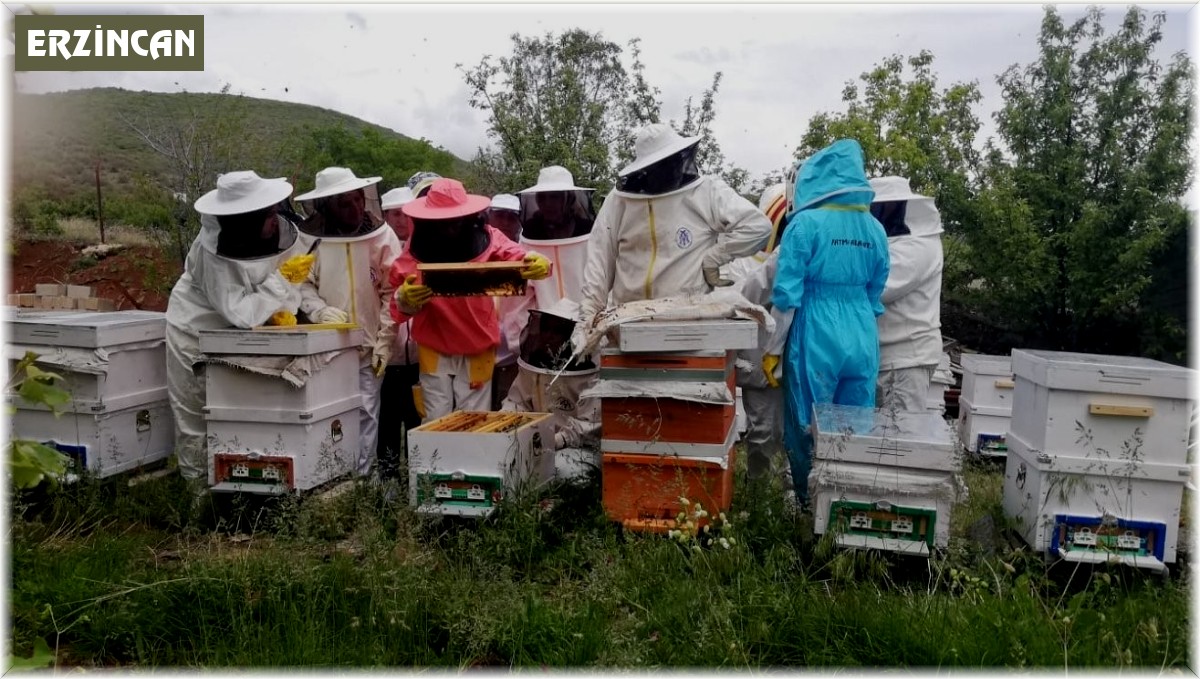 Erzincan'da kadınlar arı sütü üretecek
