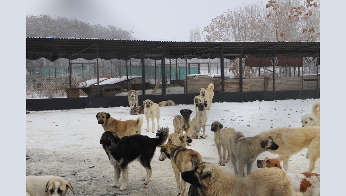 Erzincan'da köpek katliamı iddiası: Belediye çalışanları görevden uzaklaştırıldı