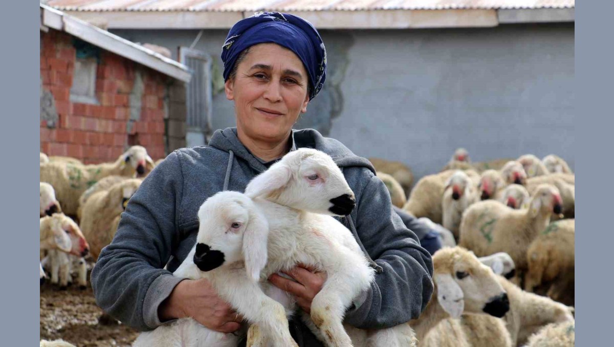 Erzincan'da koyun ve kuzuların coşkulu buluşması