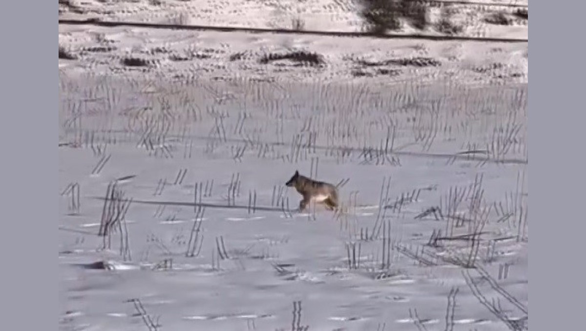 Erzincan'da kurt korkusu