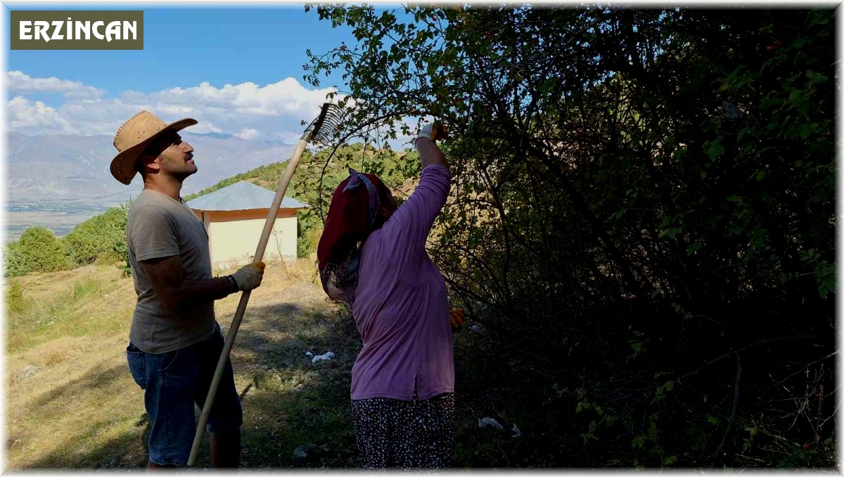 Erzincan'da kuşburnu, zorlu arazilerde toplanmaya başlandı