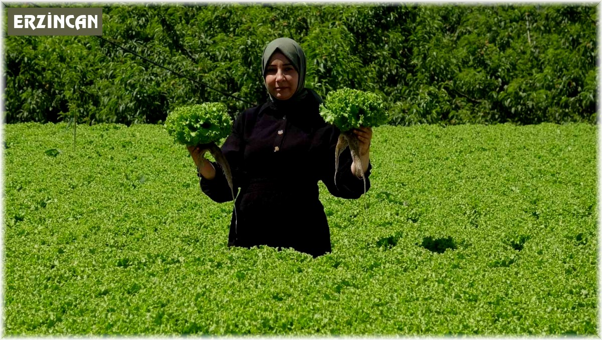 Erzincan'da marul hasadı başladı