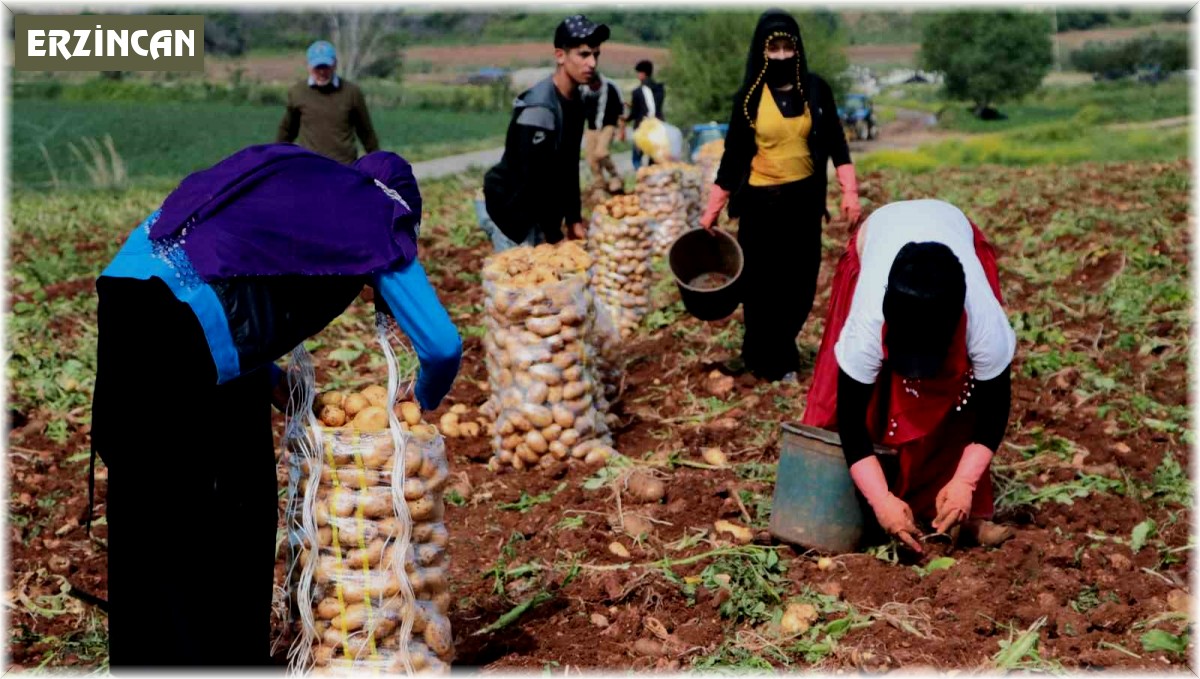 Erzincan'da patates hasadı başladı